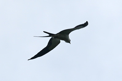 Swallowtailed Kite